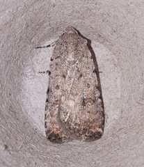 Caradrina clavipalpis