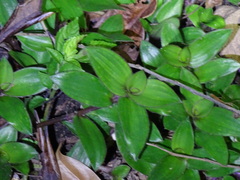 Belosynapsis ciliata