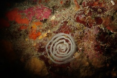 Peltodoris atromaculata