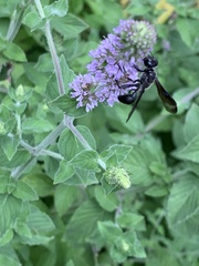 Isodontia auripes