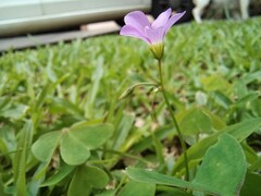 Oxalis latifolia