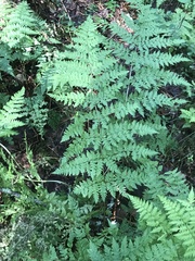 Dryopteris expansa