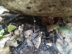 Marasmius rotula