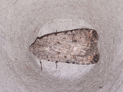 Caradrina clavipalpis