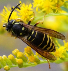 Vespula vidua
