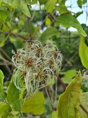 Clematis vitalba