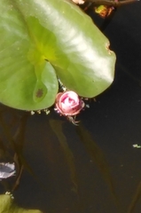Nymphaea