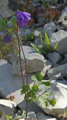 Aquilegia bertolonii