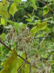 Clematis vitalba