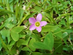 Oxalis latifolia