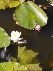 Nymphaea