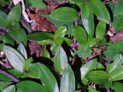 Belosynapsis ciliata