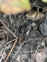 Insecta