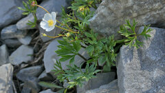 Ranunculus seguieri seguieri