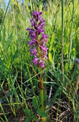 Dactylorhiza incarnata cruenta