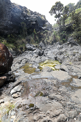 Megalagrion calliphya