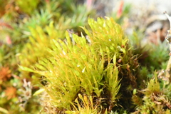 Tetraplodon angustatus