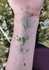 Atriplex pedunculata