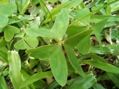 Oxalis latifolia