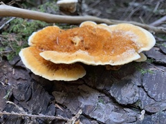 Pycnoporellus