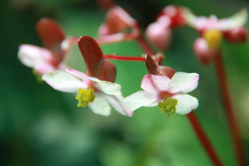 Begonia palmata D.Don