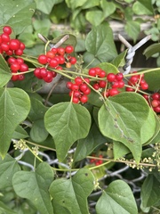 Cocculus carolinus