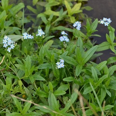 Myosotis scorpioides
