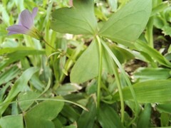 Oxalis latifolia