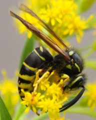 Vespula vidua