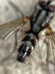 Mintho rufiventris