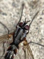 Mintho rufiventris