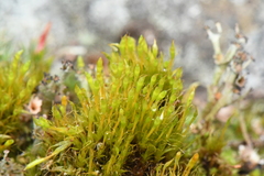 Tetraplodon angustatus