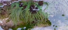 Anemonia viridis