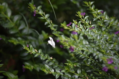 Leptosia nina