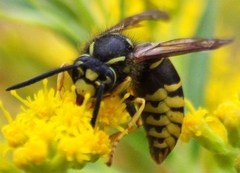 Vespula vidua