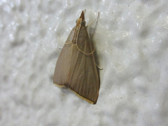 Eumorphobotys eumorphalis