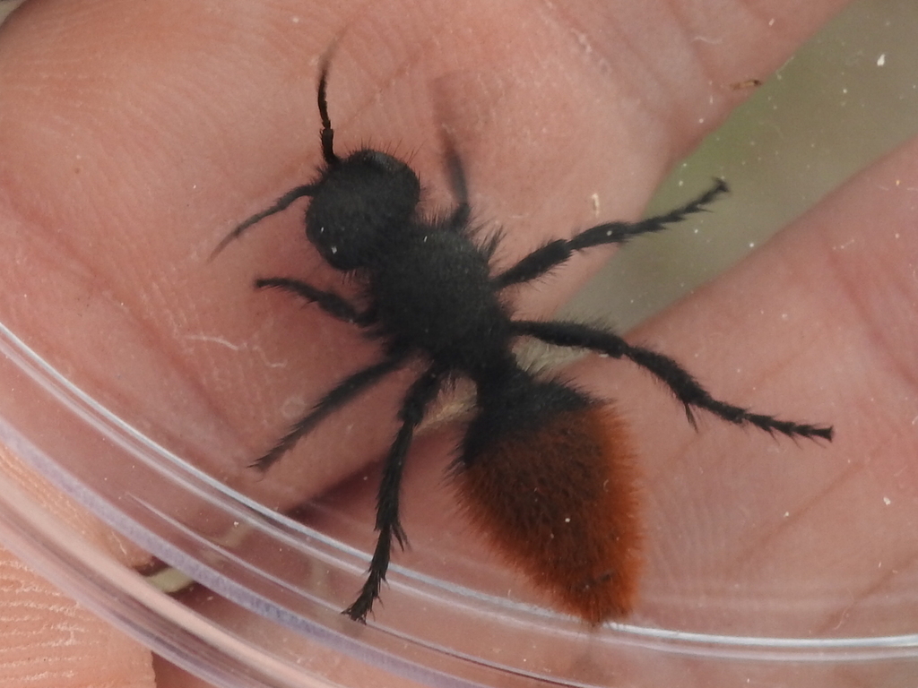 Dasymutilla gorgon
