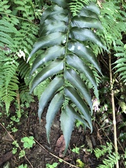 Cyrtomium devexiscapulae