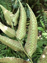 Cyrtomium devexiscapulae