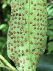 Cyrtomium devexiscapulae