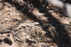 Aspidoscelis tesselatus
