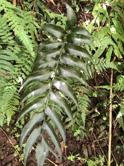 Cyrtomium devexiscapulae