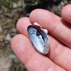 Einhornia crustulenta