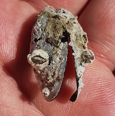 Einhornia crustulenta