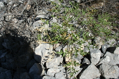 Laserpitium gallicum