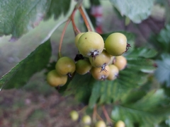 Scandosorbus intermedia