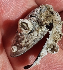 Einhornia crustulenta