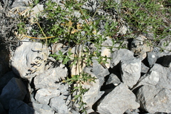 Laserpitium gallicum