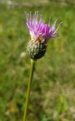 Klasea nudicaulis