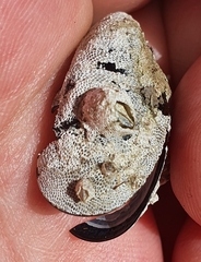 Einhornia crustulenta